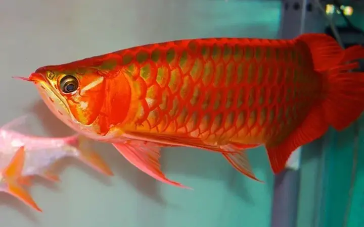 giá cá rồng hồng long