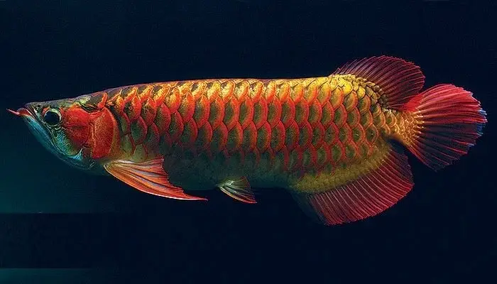 giá cá rồng hồng long