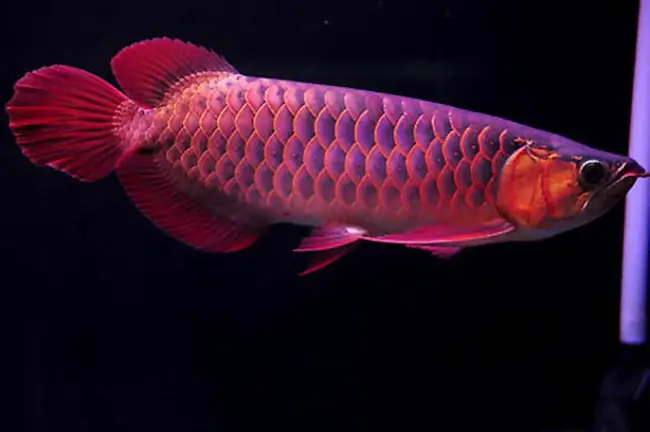giá cá rồng hồng long