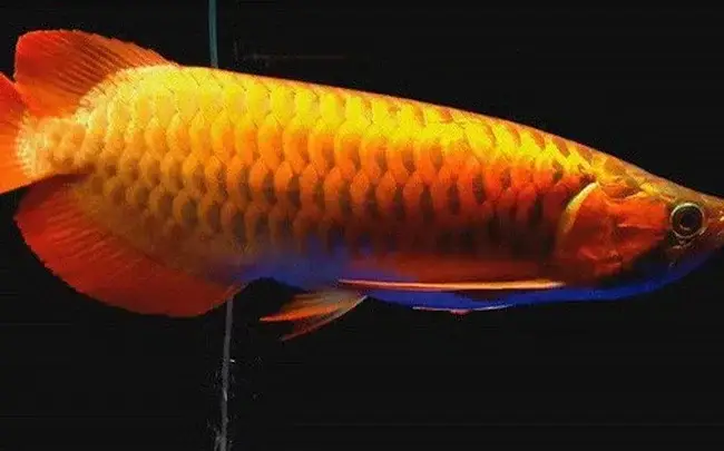 giá cá rồng tại hà nội