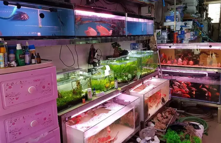 giá cá rồng tại hà nội