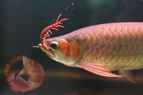 giá cá rồng tại hà nội