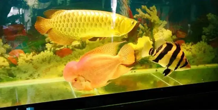 giá cá rồng tại hà nội