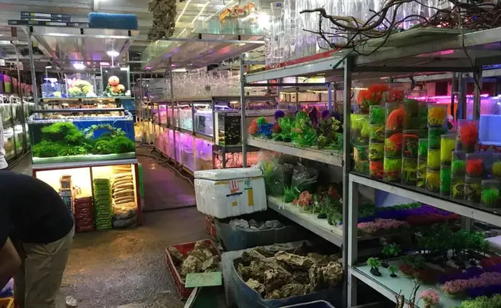 giá cá rồng tại hà nội