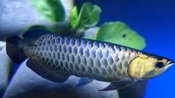 giá cá rồng tại hà nội