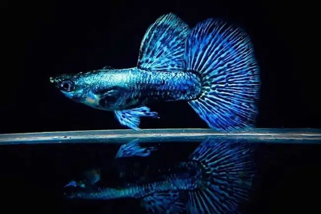 giá cá rồng xanh