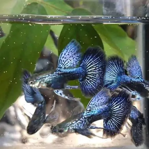 giá cá rồng xanh
