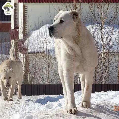 Giá Chó Alabai Tại Việt Nam: Phân Tích Toàn Diện & Kinh Nghiệm Mua Giá Chó Alabai Tại Việt Nam: Phân Tích Toàn Diện & Kinh Nghiệm Mua