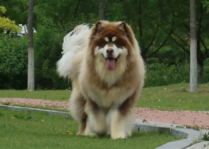 giá chó alaska giant con