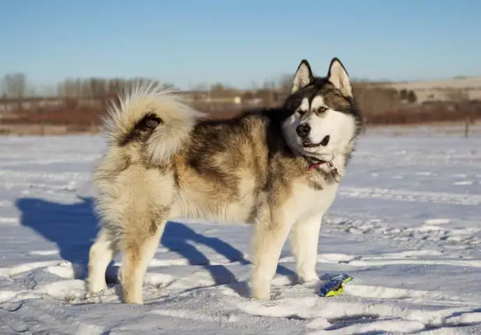 giá chó alaska giant con