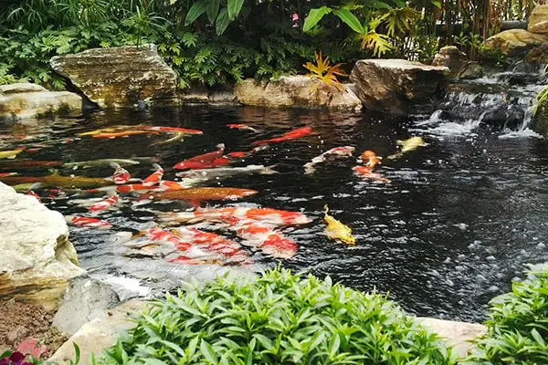 giá máy lọc nước hồ cá koi giá máy lọc nước hồ cá koi