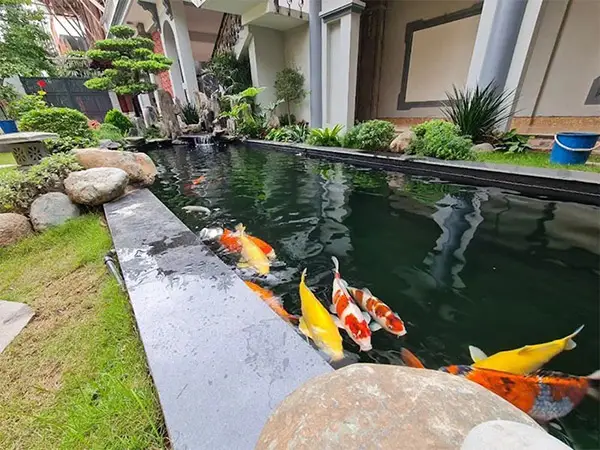 Giá Thiết Kế Hồ Cá Koi Bao Nhiêu? Phân Tích Chi Tiết Chi Phí giá thiết kế hồ cá koi