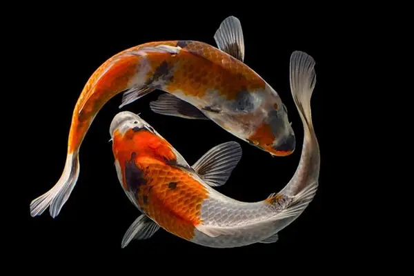 giá trị cá koi giá trị cá koi