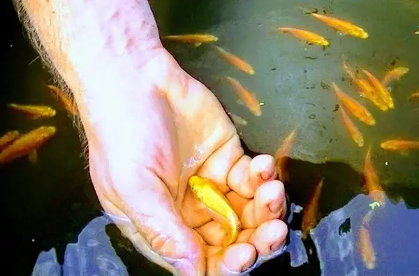 giá trị cá koi giá trị cá koi