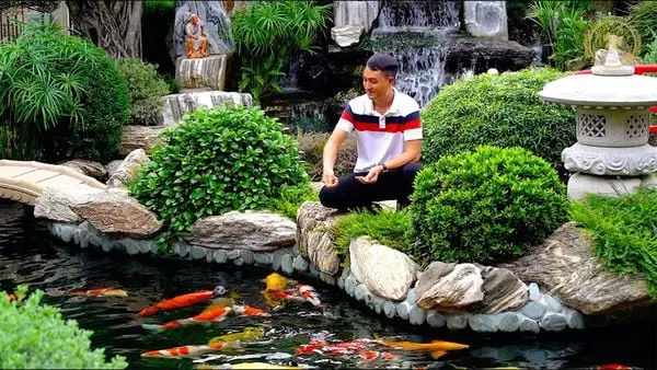 Giải Mã Giá Trị Cá Koi: Vì Sao Chúng Được Săn Đón Đến Thế? giá trị cá koi