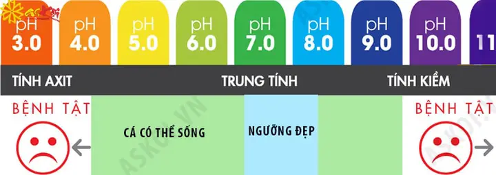 Cách Giảm pH Cho Hồ Cá Koi An Toàn và Hiệu Quả giảm ph cho hồ cá koi