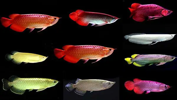 giảm ph hồ cá rồng giảm ph hồ cá rồng