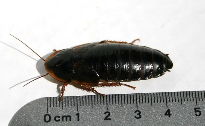 gián dubia cho cá rồng