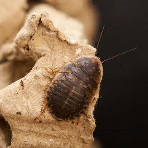 gián dubia cho cá rồng