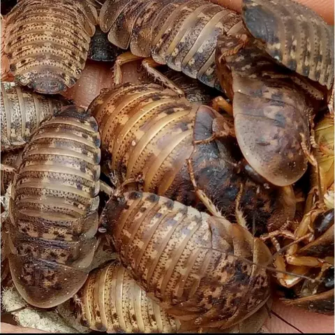 gián dubia cho cá rồng