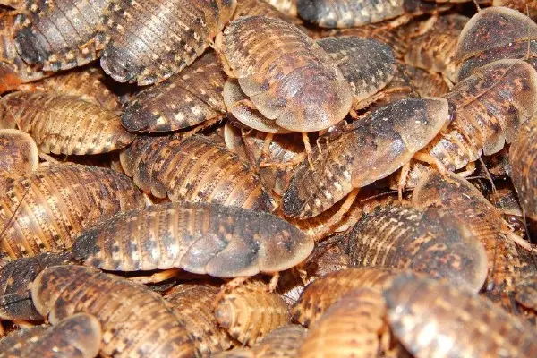 gián dubia cho cá rồng