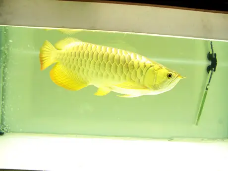 giấy khai sinh cá rồng giấy khai sinh cá rồng