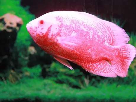 giấy khai sinh cá rồng giấy khai sinh cá rồng