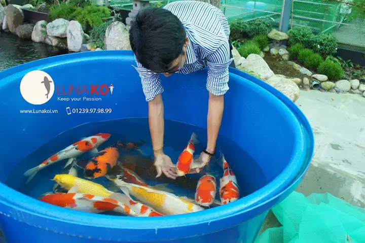 giới thiệu về cá chép giới thiệu về cá chép