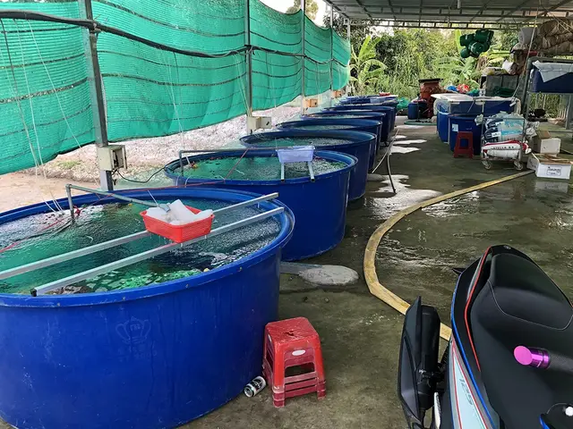 giới thiệu về cá chép giới thiệu về cá chép