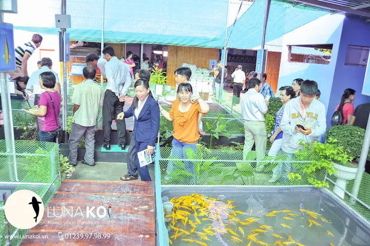 giới thiệu về cá chép giới thiệu về cá chép