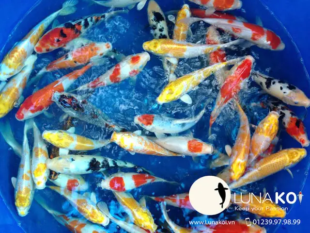 giới thiệu về cá chép giới thiệu về cá chép