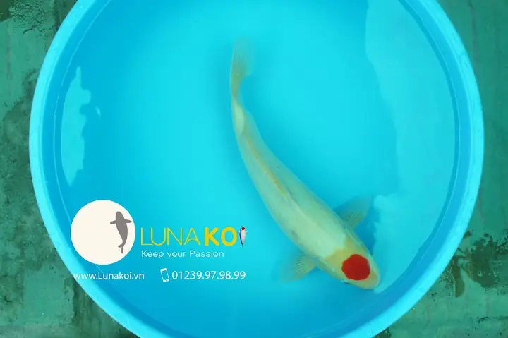 giới thiệu về cá chép giới thiệu về cá chép