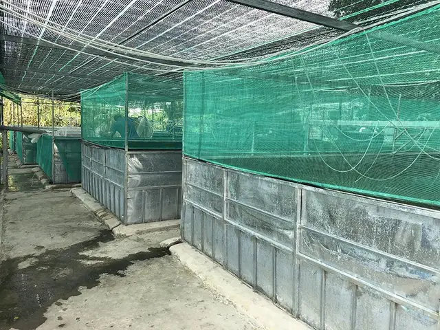 giới thiệu về cá chép giới thiệu về cá chép
