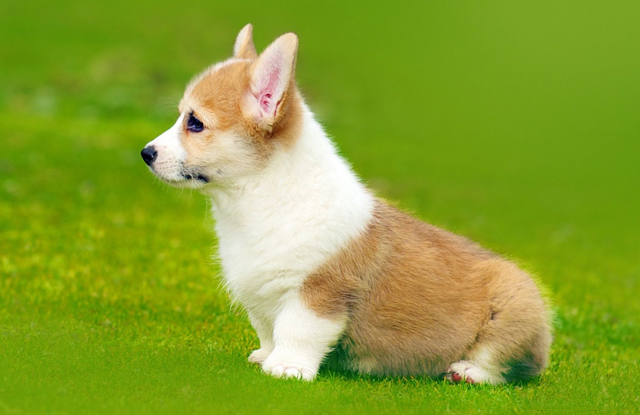 Đặc điểm ngoại hình của chó Corgi