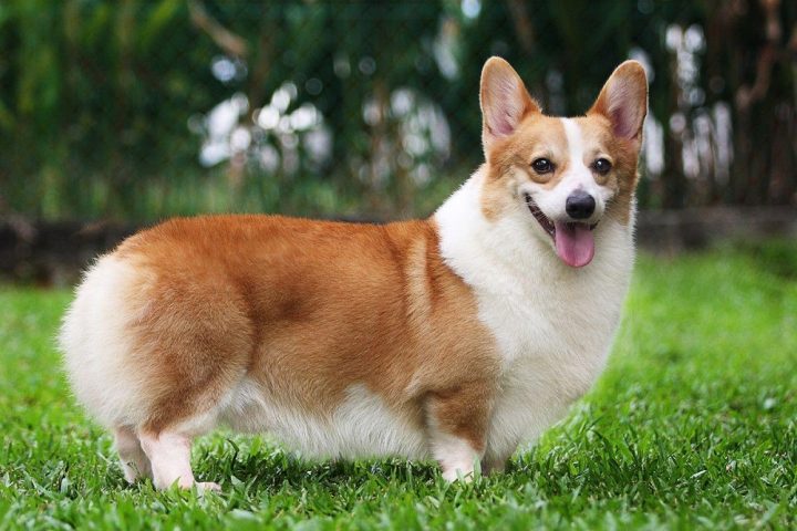 Tính cách và hành vi của chó Corgi