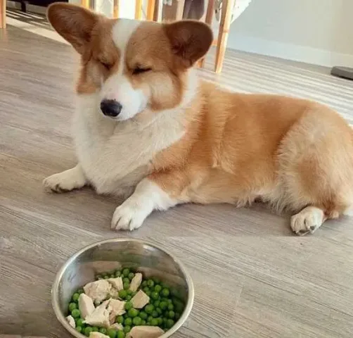Cách chăm sóc chó Corgi