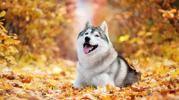 Giống Chó Husky Mua Ở Đâu? Cẩm Nang Toàn Diện Từ A-Z Cho Chủ Nuôi Giống Chó Husky Mua Ở Đâu? Cẩm Nang Toàn Diện Từ A-Z Cho Chủ Nuôi