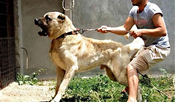 Lực Cắn Của Chó Kangal: Giải Mã Sức Mạnh Và Cách Quản Lý Hiệu Quả Lực Cắn Của Chó Kangal: Giải Mã Sức Mạnh Và Cách Quản Lý Hiệu Quả