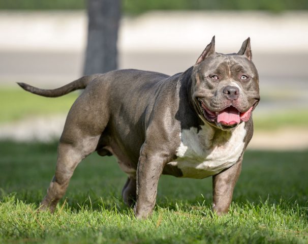 Giống Chó Pitbull: Đặc Điểm, Cách Chăm Sóc Và Tính Cách Thú Cưng Trung Thành Giới thiệu về giống chó Pitbull