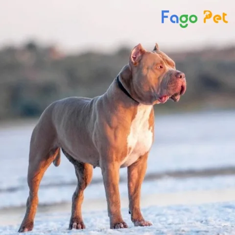 Giống Chó Pitbull: Đặc Điểm, Cách Chăm Sóc Và Tính Cách Thú Cưng Trung Thành Đặc điểm nổi bật của chó Pitbull
