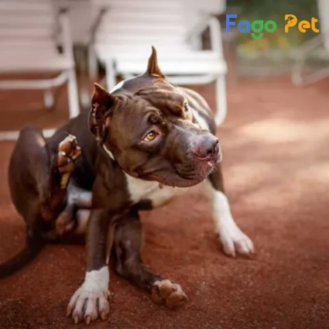 Giống Chó Pitbull: Đặc Điểm, Cách Chăm Sóc Và Tính Cách Thú Cưng Trung Thành Giống Chó Pitbull: Đặc Điểm, Cách Chăm Sóc Và Tính Cách Thú Cưng Trung Thành