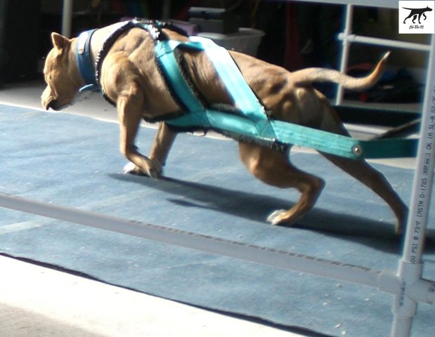 Giống Chó Pitbull: Đặc Điểm, Cách Chăm Sóc Và Tính Cách Thú Cưng Trung Thành Cách chăm sóc chó Pitbull hiệu quả
