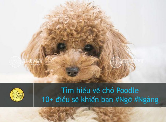 Giống Chó Poodle: Đặc Điểm, Chăm Sóc Và Lợi Ích Khi Nuôi Thú Cưng Này Giới thiệu về giống chó Poodle