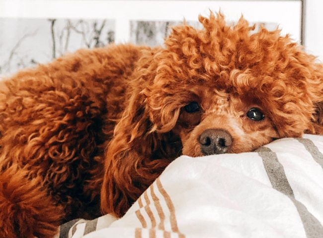 Giống Chó Poodle: Đặc Điểm, Chăm Sóc Và Lợi Ích Khi Nuôi Thú Cưng Này Đặc điểm nổi bật của chó Poodle