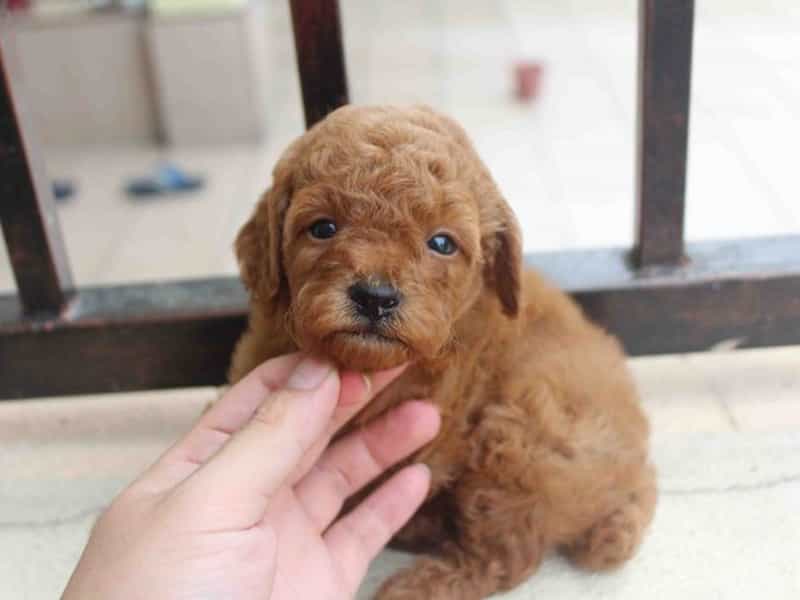 Giống Chó Poodle: Đặc Điểm, Chăm Sóc Và Lợi Ích Khi Nuôi Thú Cưng Này Cách chăm sóc chó Poodle