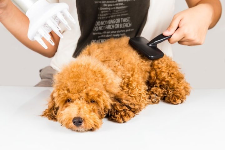 Giống Chó Poodle: Đặc Điểm, Chăm Sóc Và Lợi Ích Khi Nuôi Thú Cưng Này Những vấn đề sức khỏe thường gặp ở chó Poodle