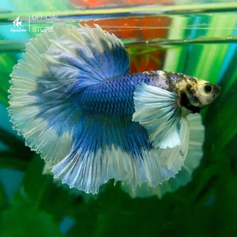 hình ảnh cá betta hình ảnh cá betta
