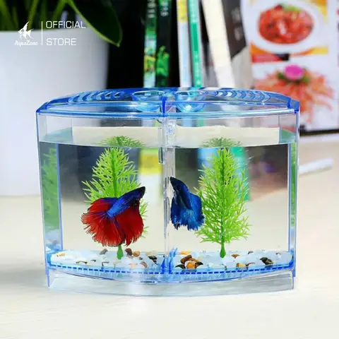 Khám Phá Vẻ Đẹp Mê Hoặc Của Cá Betta Qua Hình Ảnh Tuyệt Đẹp hình ảnh cá betta