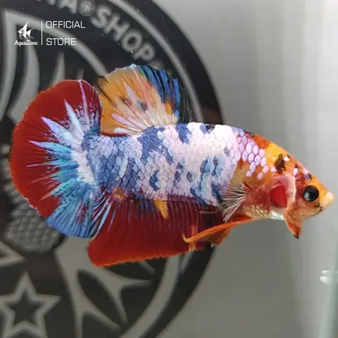 hình ảnh cá betta hình ảnh cá betta