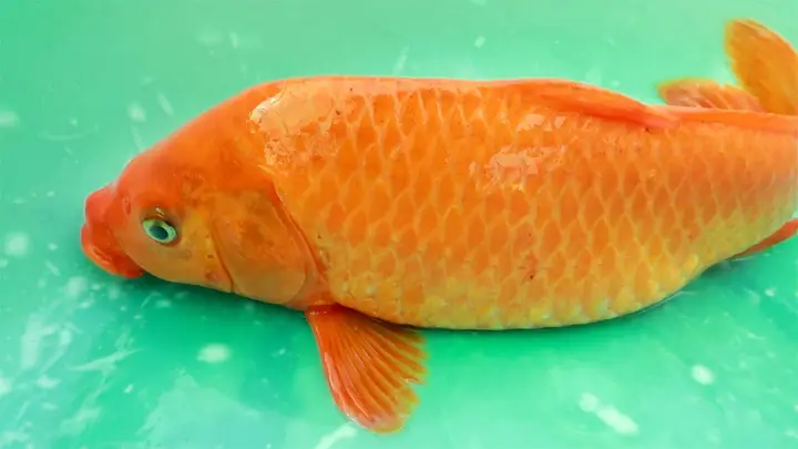 hình ảnh cá chép đẹp